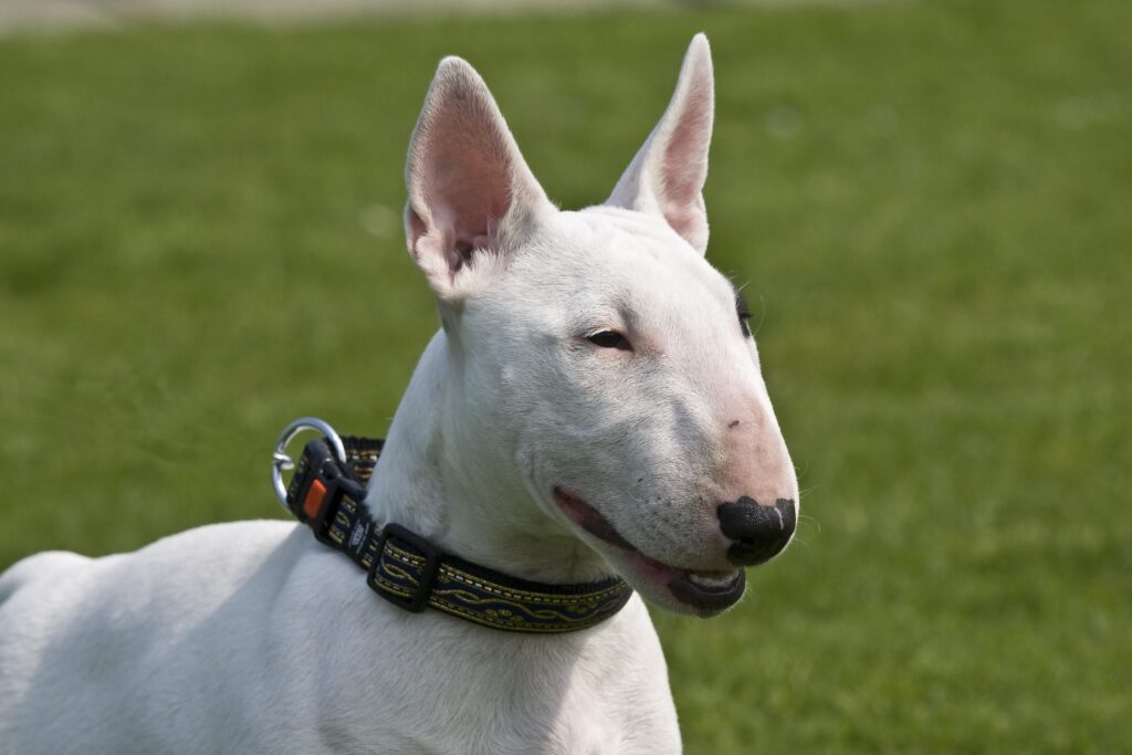 Bull Terrier Today