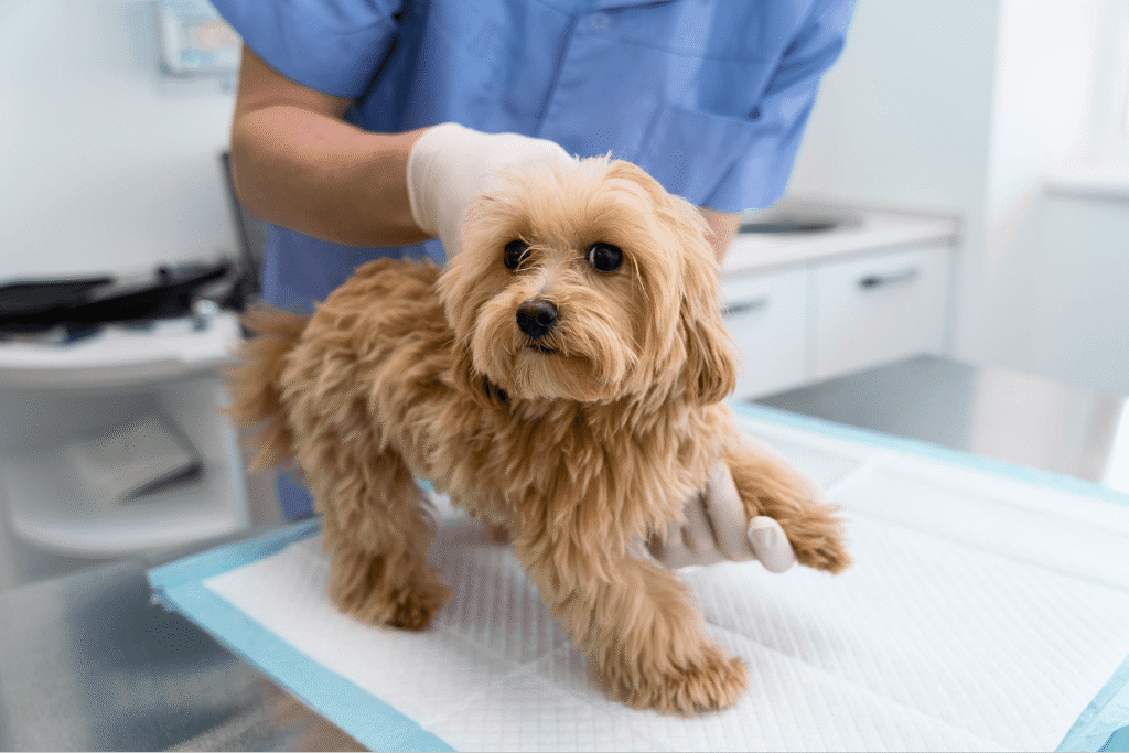 Dog examined by veterinarian