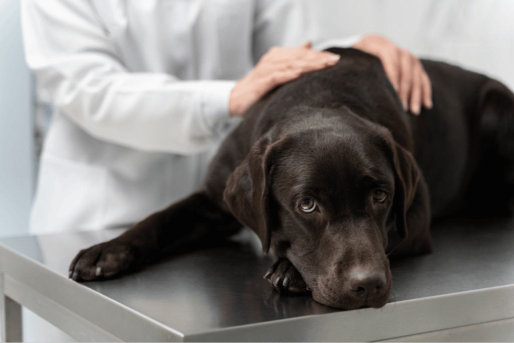 Veterinarian petting dog