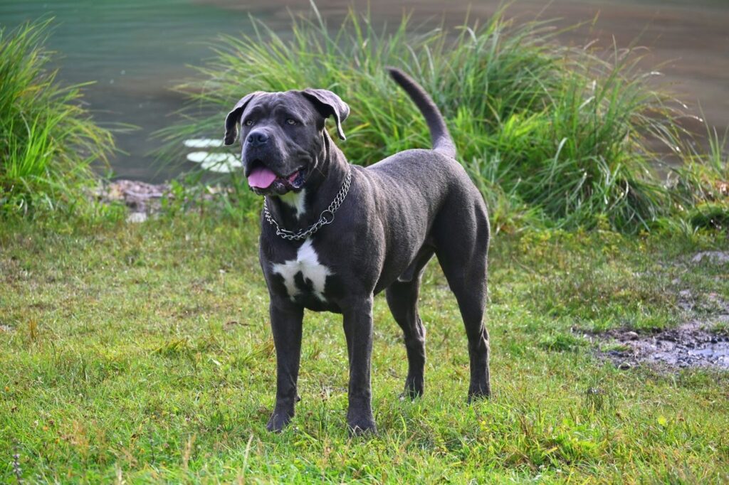 Cane Corso Dog Breed