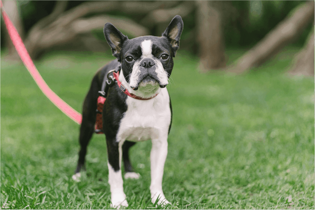 Boston Terrier Dog Breed