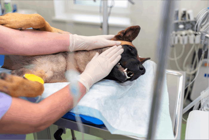 Dog on the surgery table