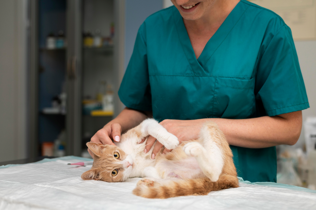 Cat examined by veterinarian