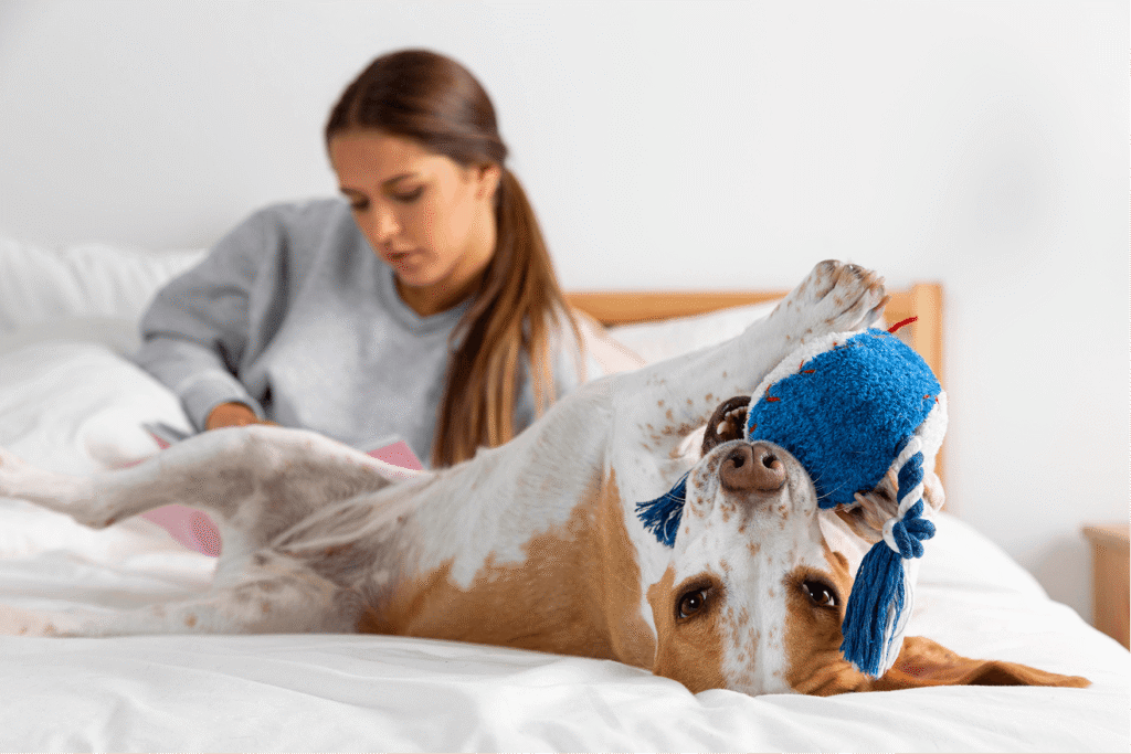 Dog lying on bed playing with ball