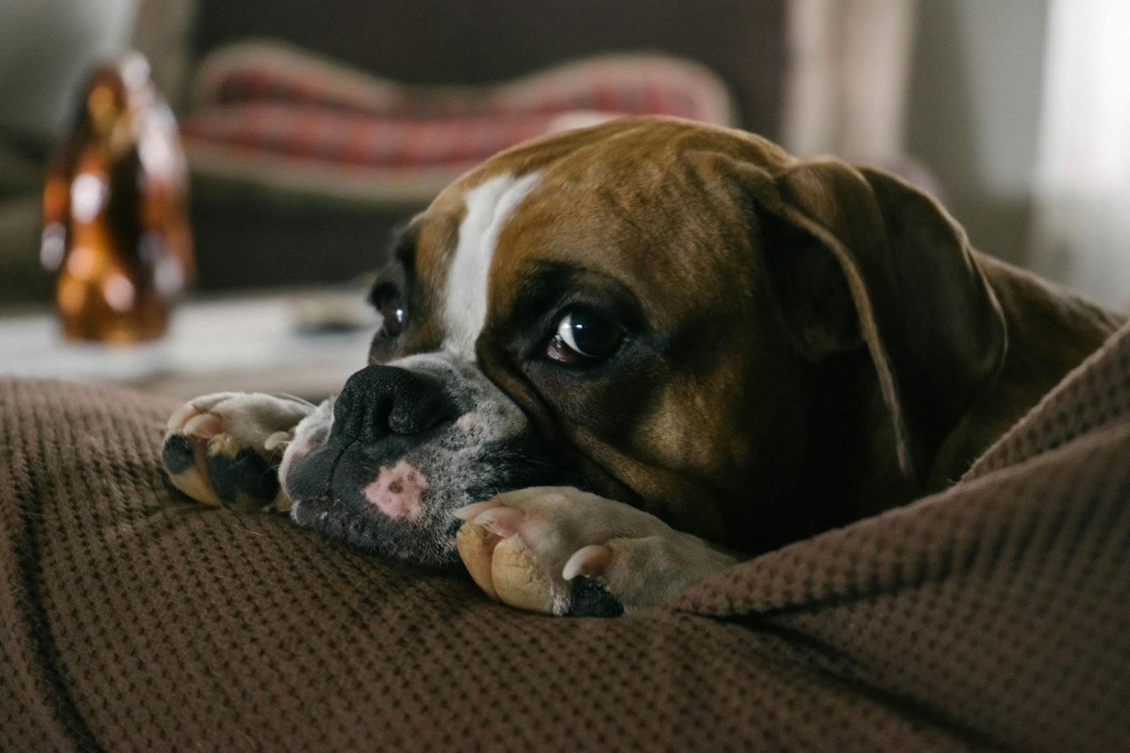 5 Common Health Concerns in Boxer Dogs You Should Know