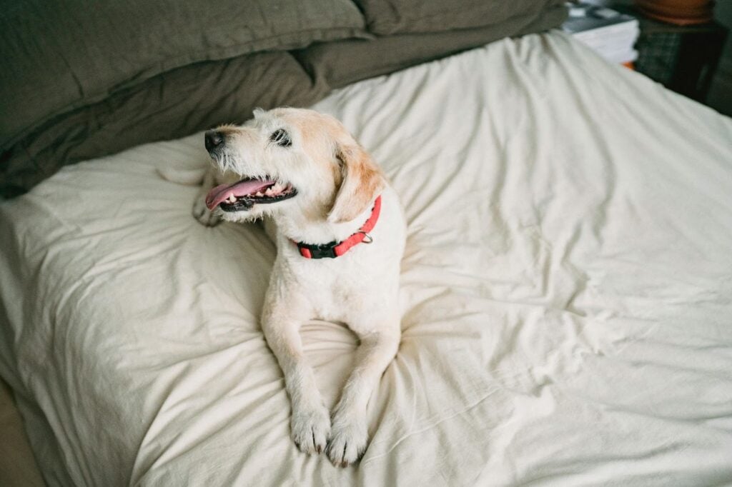 Mixed breed dog lying on a bed