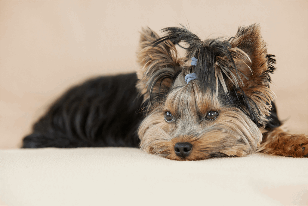 Yorkshire Terrier Dog Breed