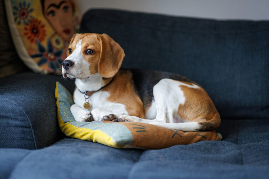 Beagle Dog Breed