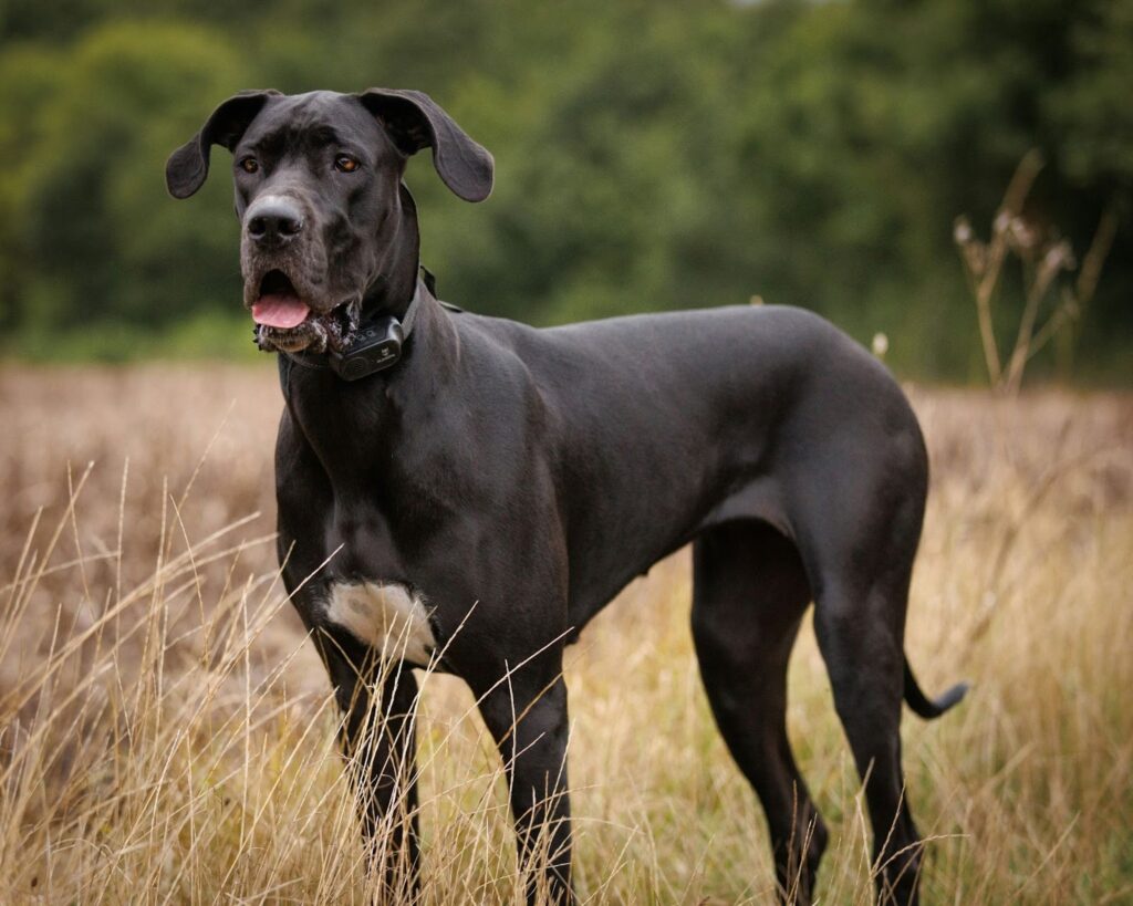 Great Dane Breed