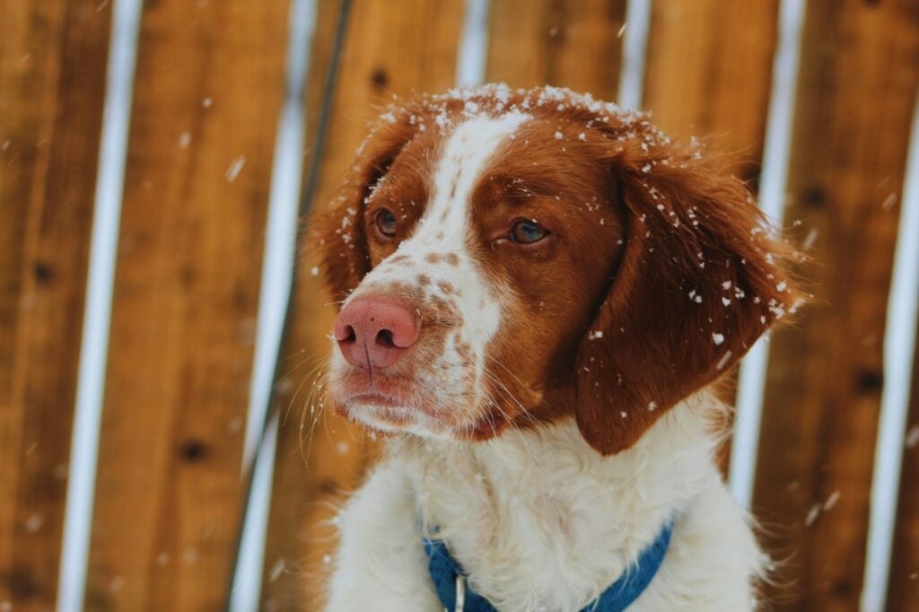 The Brittany Spaniel