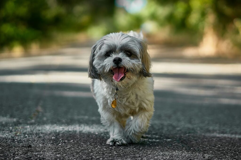 Shih Tzu Dog Breed