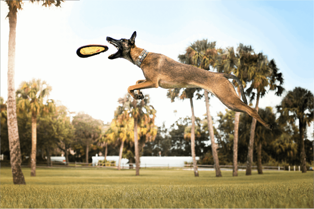 Belgian Malinois jumps to catch a frisbee