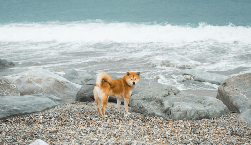 Shiba Inu Breed
