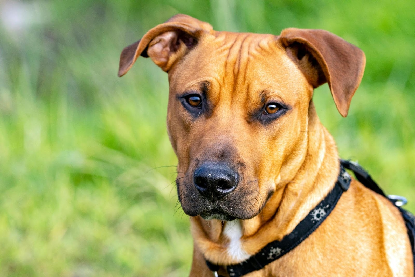 5 Most Common Rhodesian Ridgeback Health Concerns