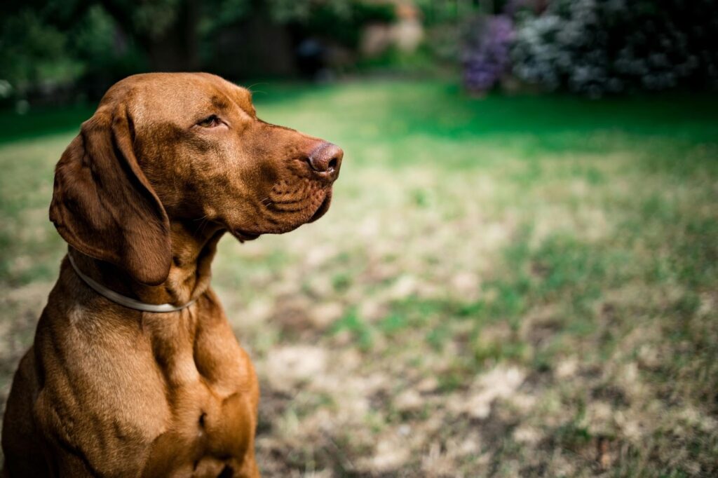 Vizsla Dog Breed