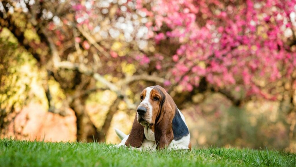 Basset Hound Dog Breed