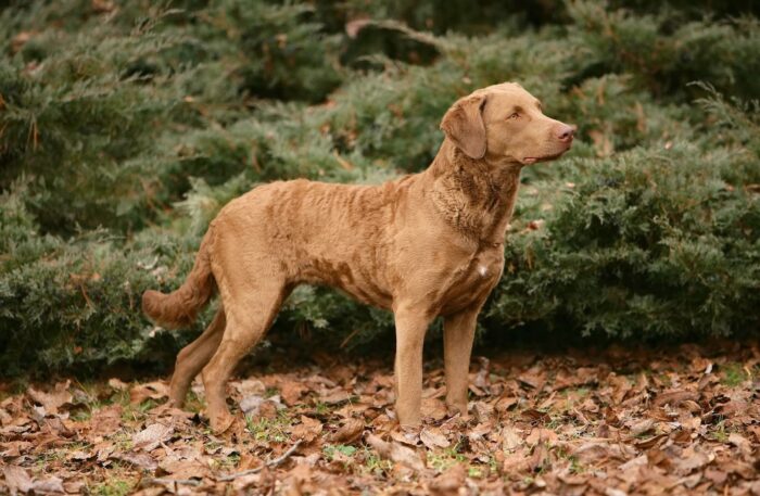 Chesapeake Bay Retriever Dog Breed
