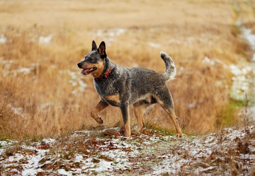 Australian Cattle Dog