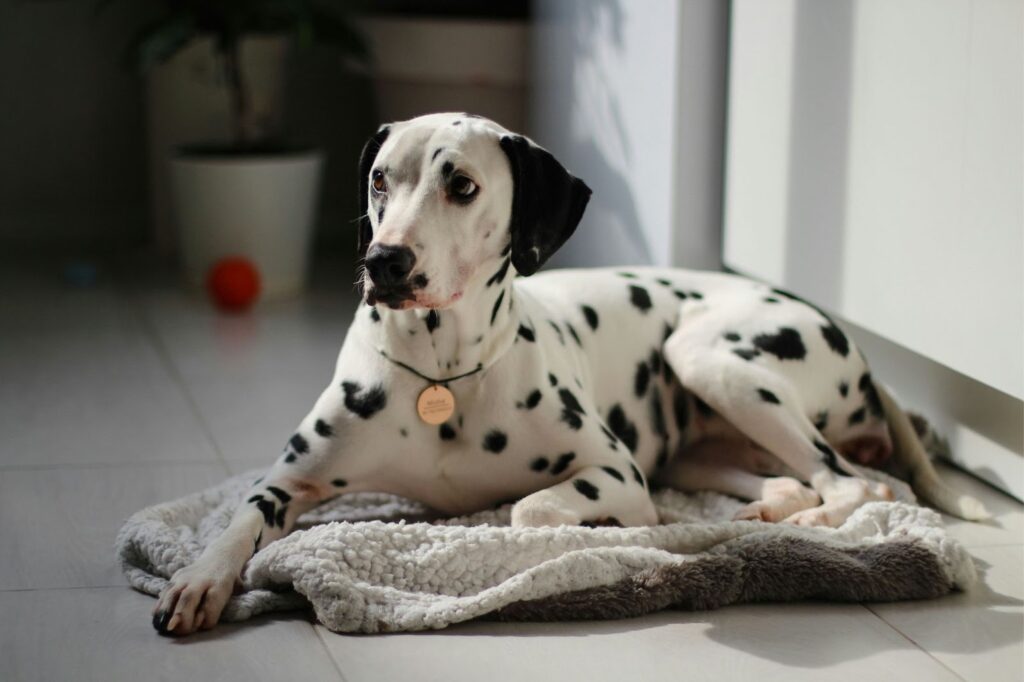 Dalmatian Dog Breed