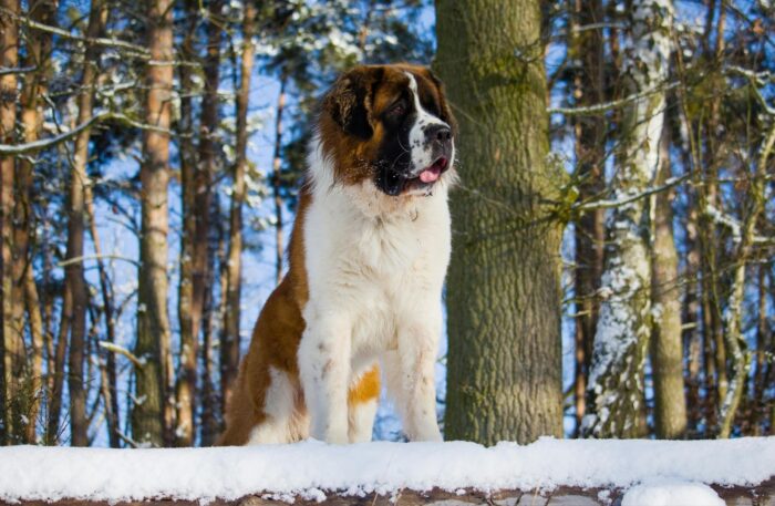St. Bernard Dog Breed