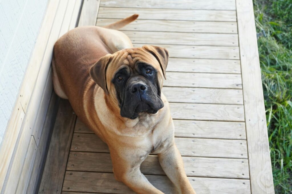 Bullmastiff Dog Breed