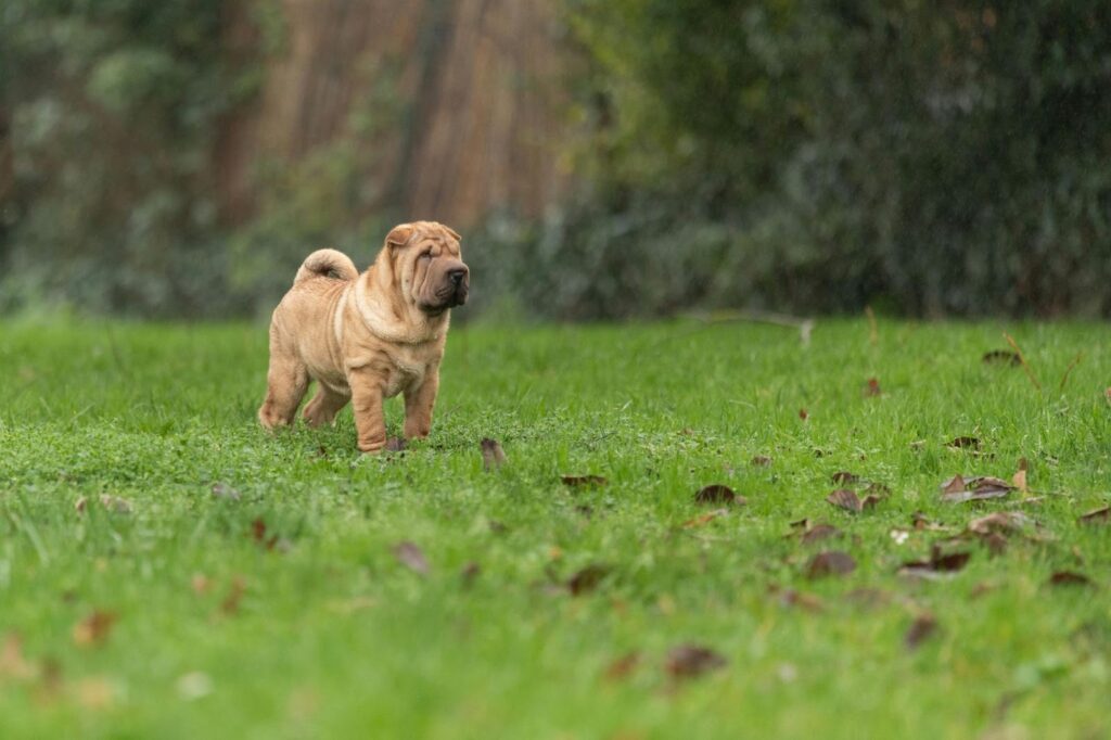 Shar-Pei Dog Breed
