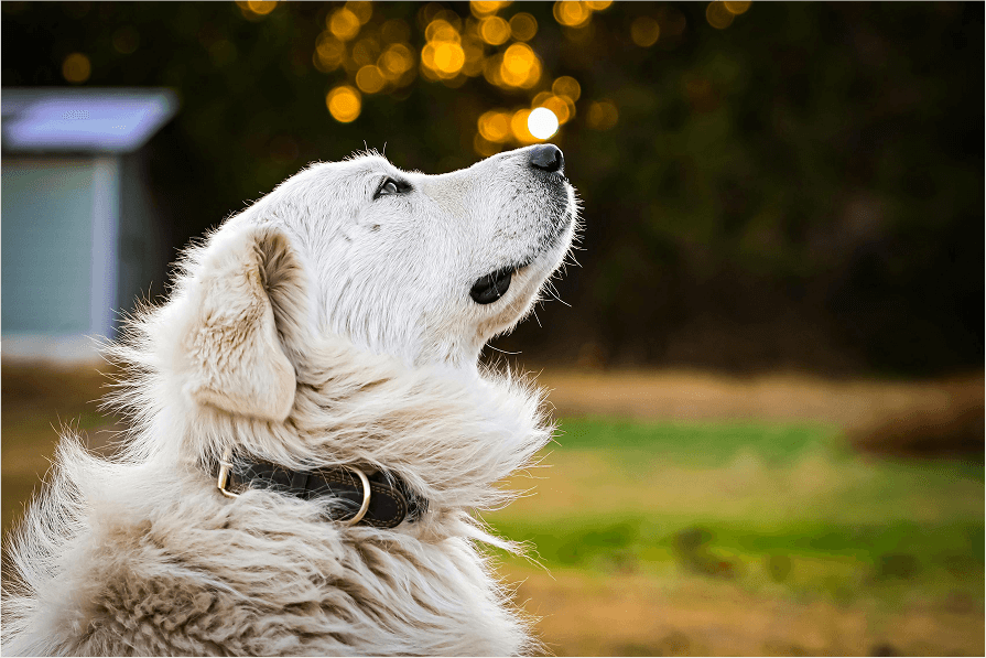 Great Pyrenees Breed