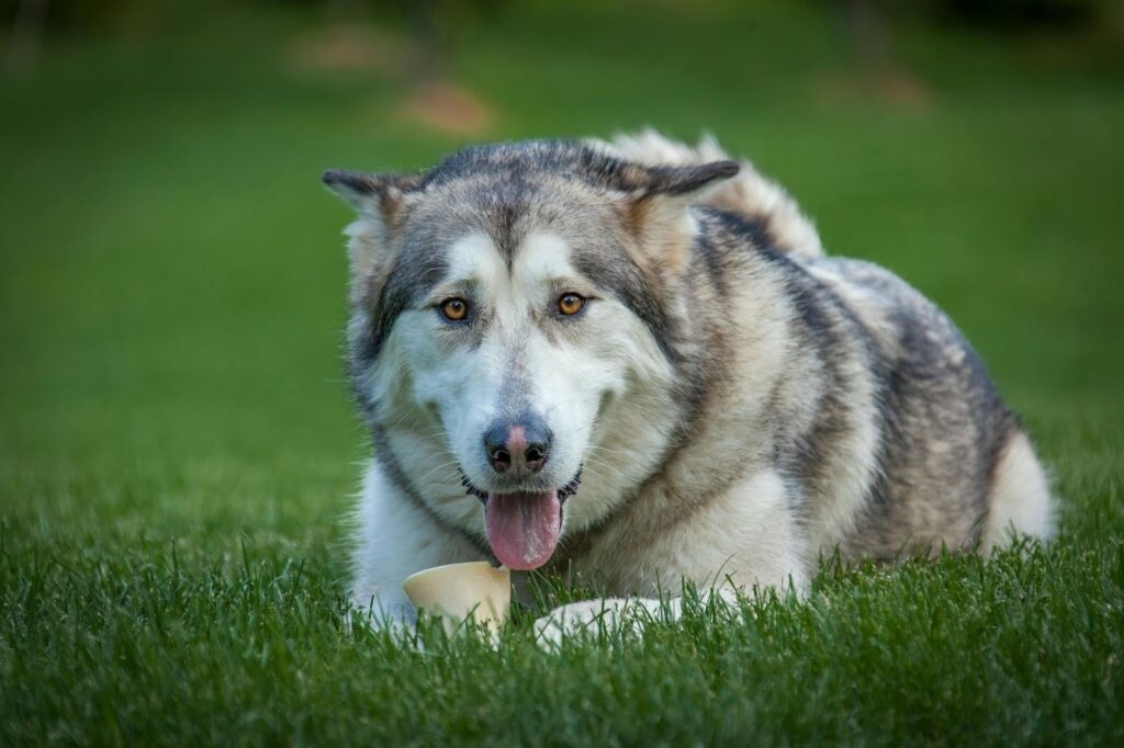 Alaskan Malamut Dog Breed