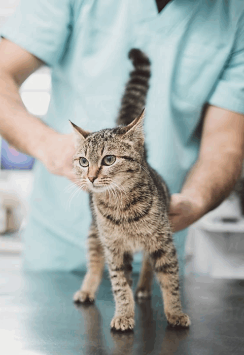 Vet with cat