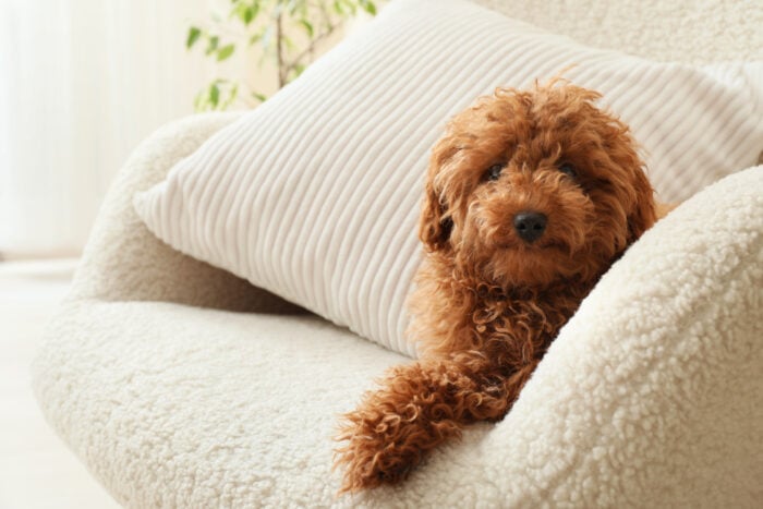 Curly-coated dog resting on an upholstered chair in a bright home.