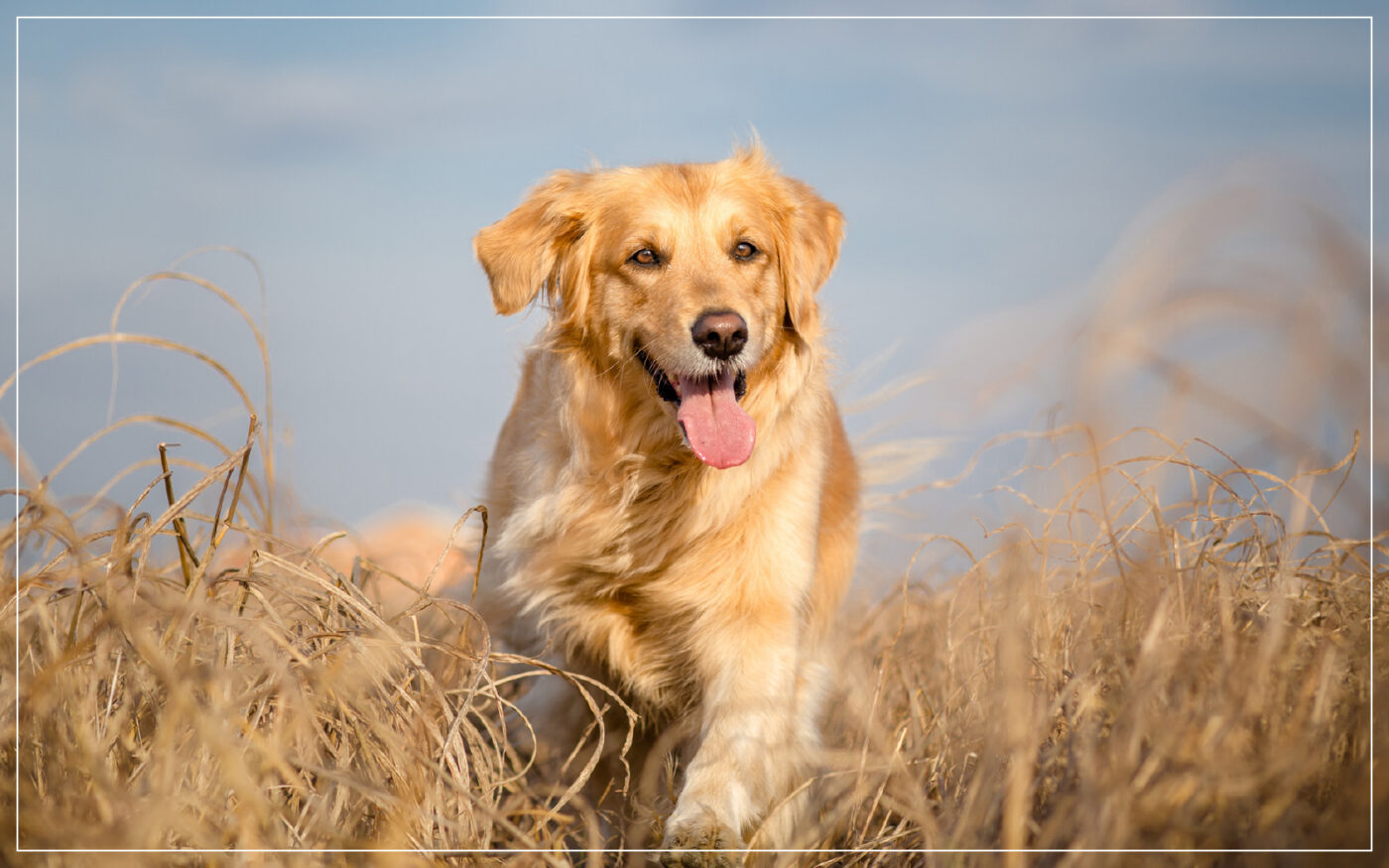golden-retriever