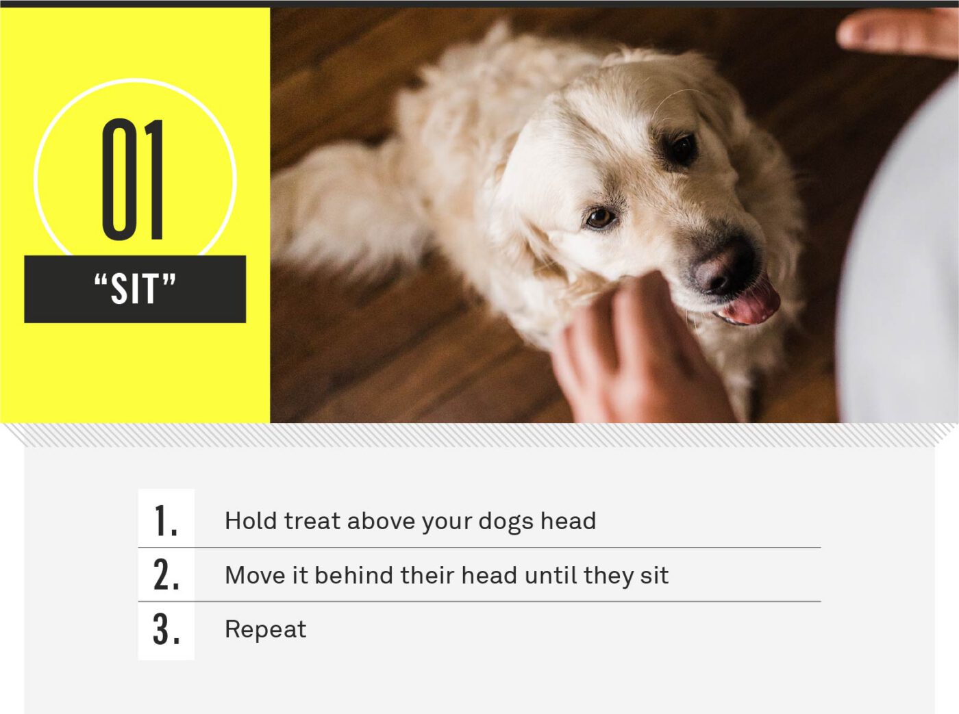 dog commands - sit