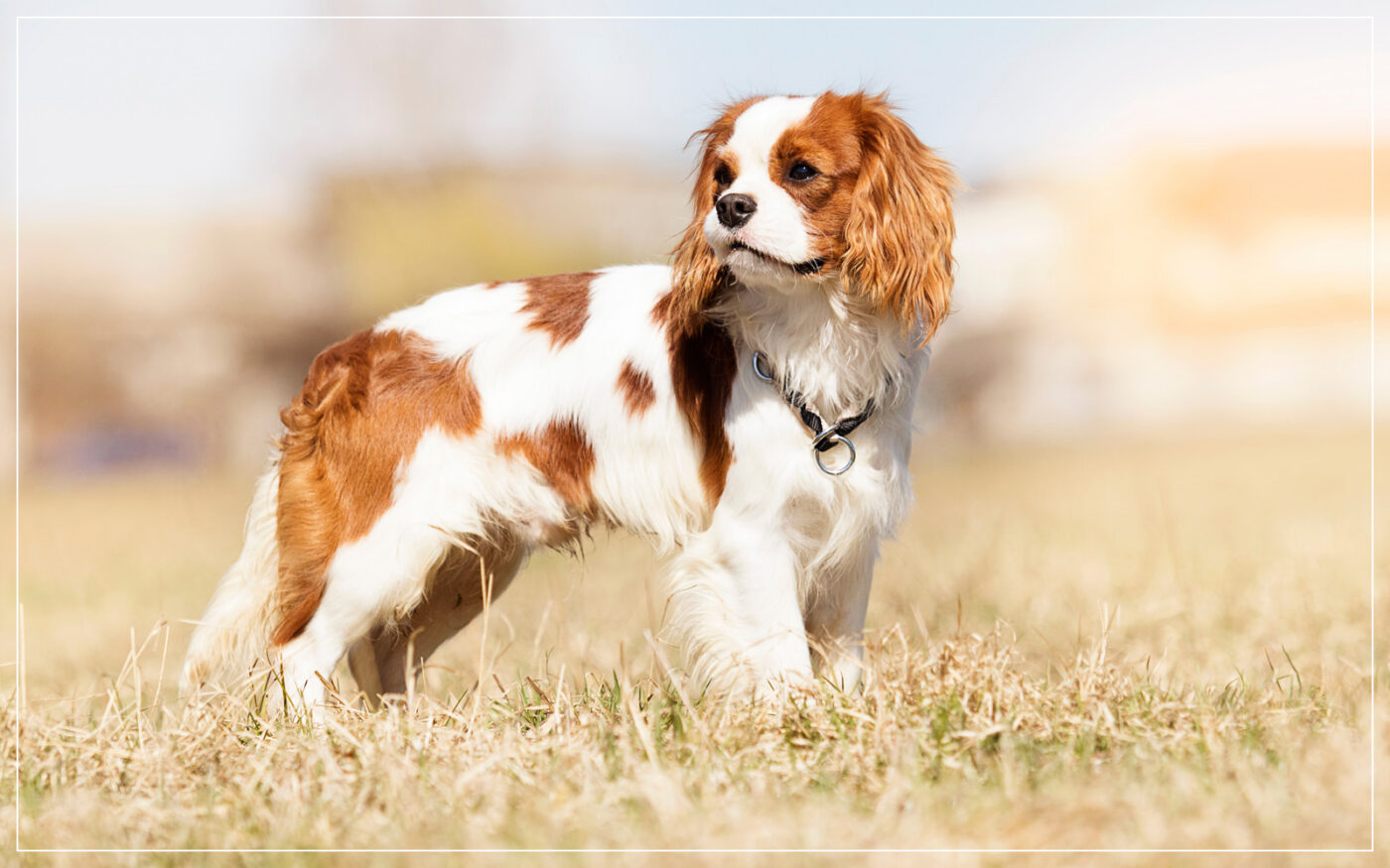 cavalier-king-charles-spaniel