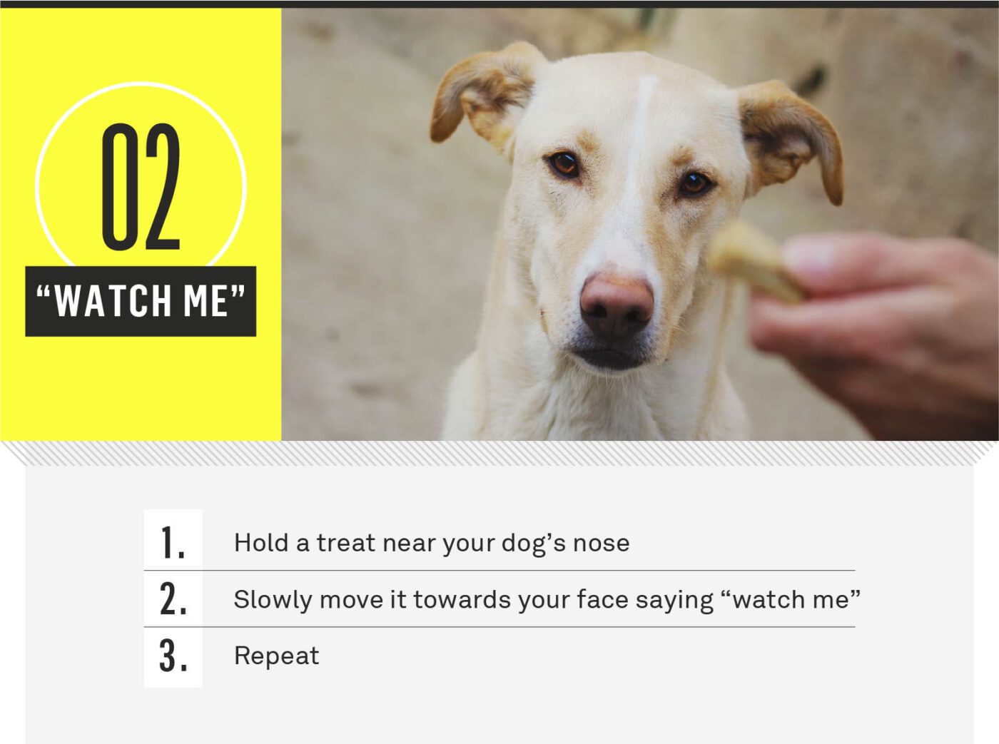 dog commands - watch me