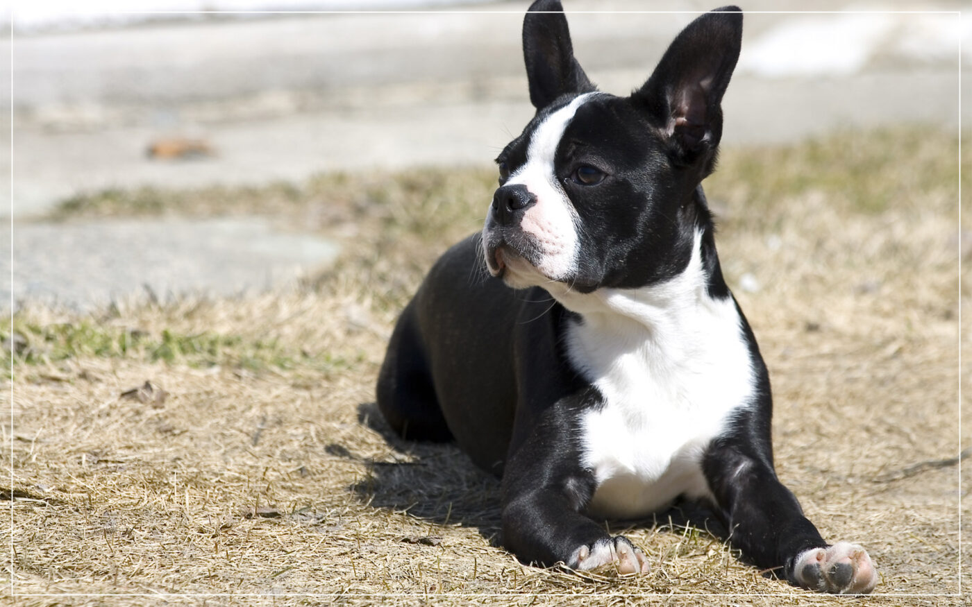 boston-terrier