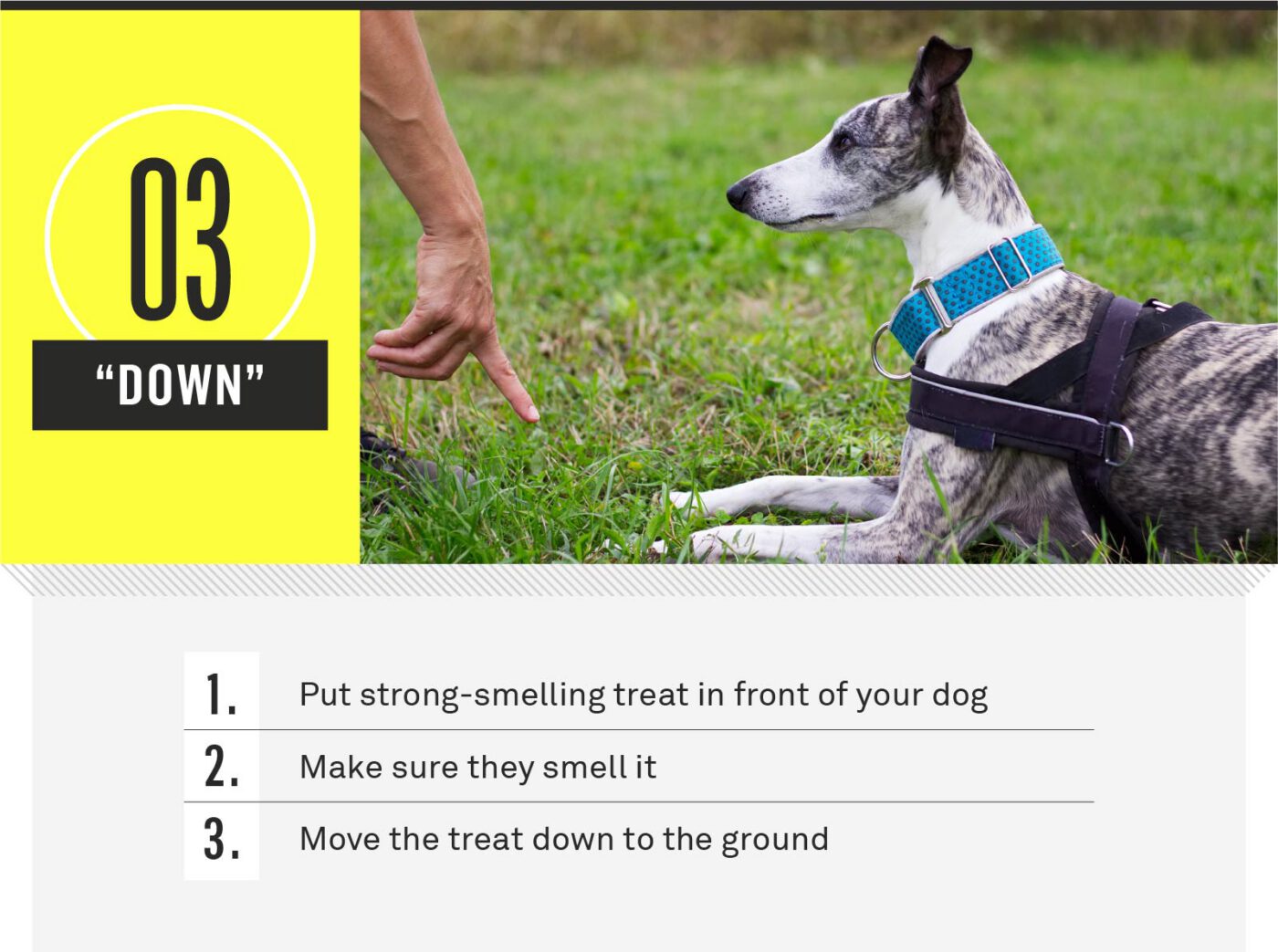 dog commands - down