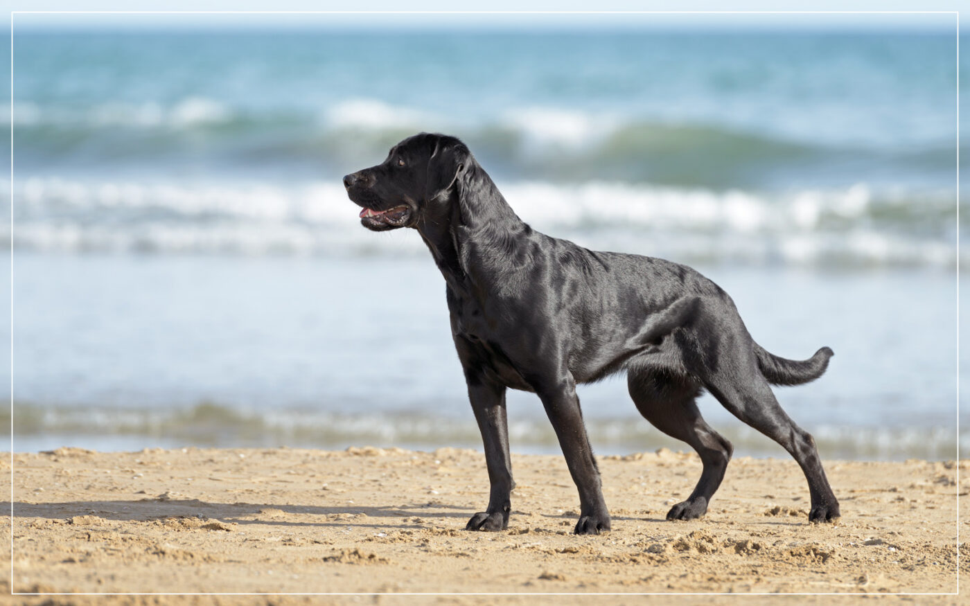 labrador retriever