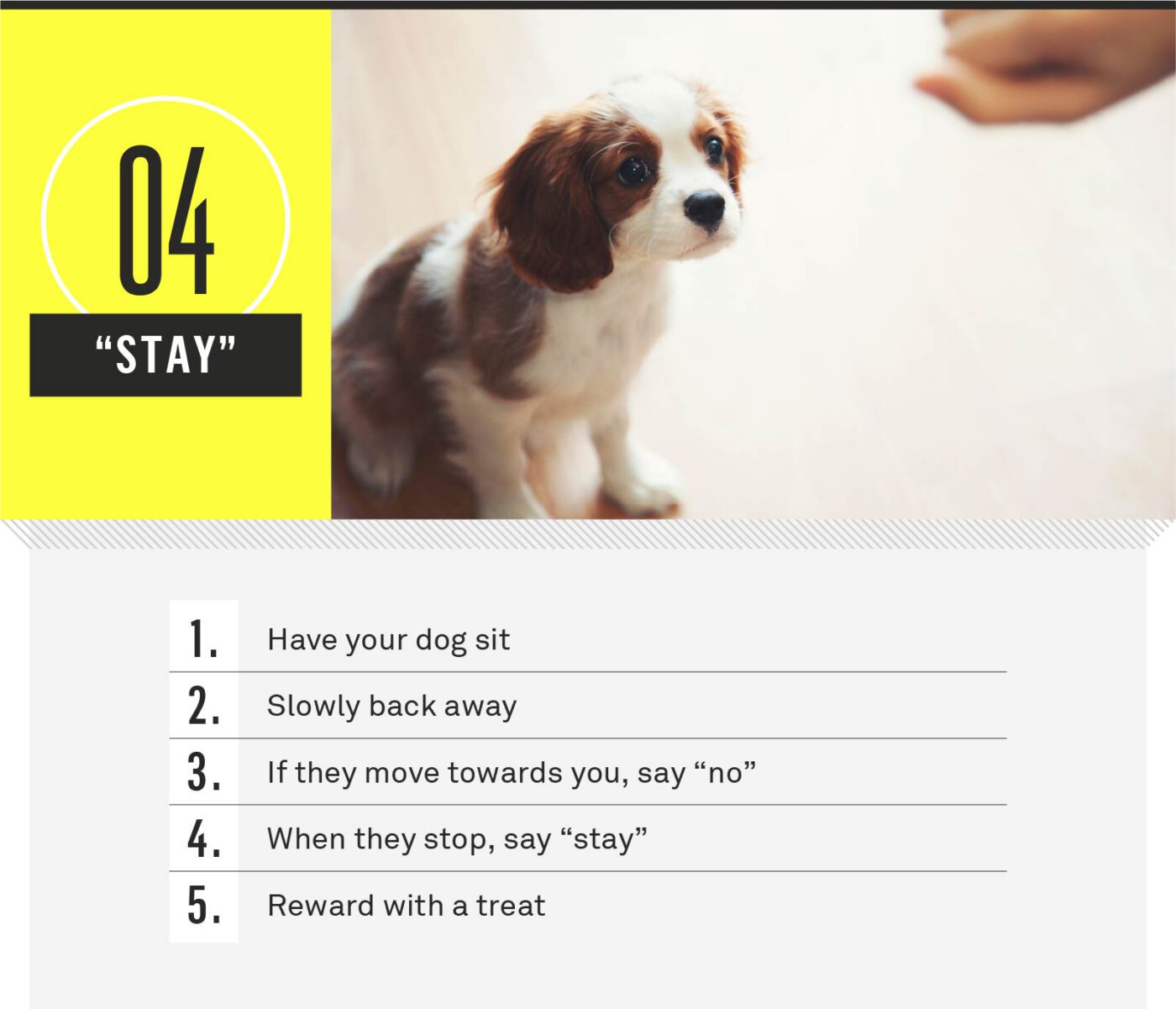how to train a puppy to stay by your side