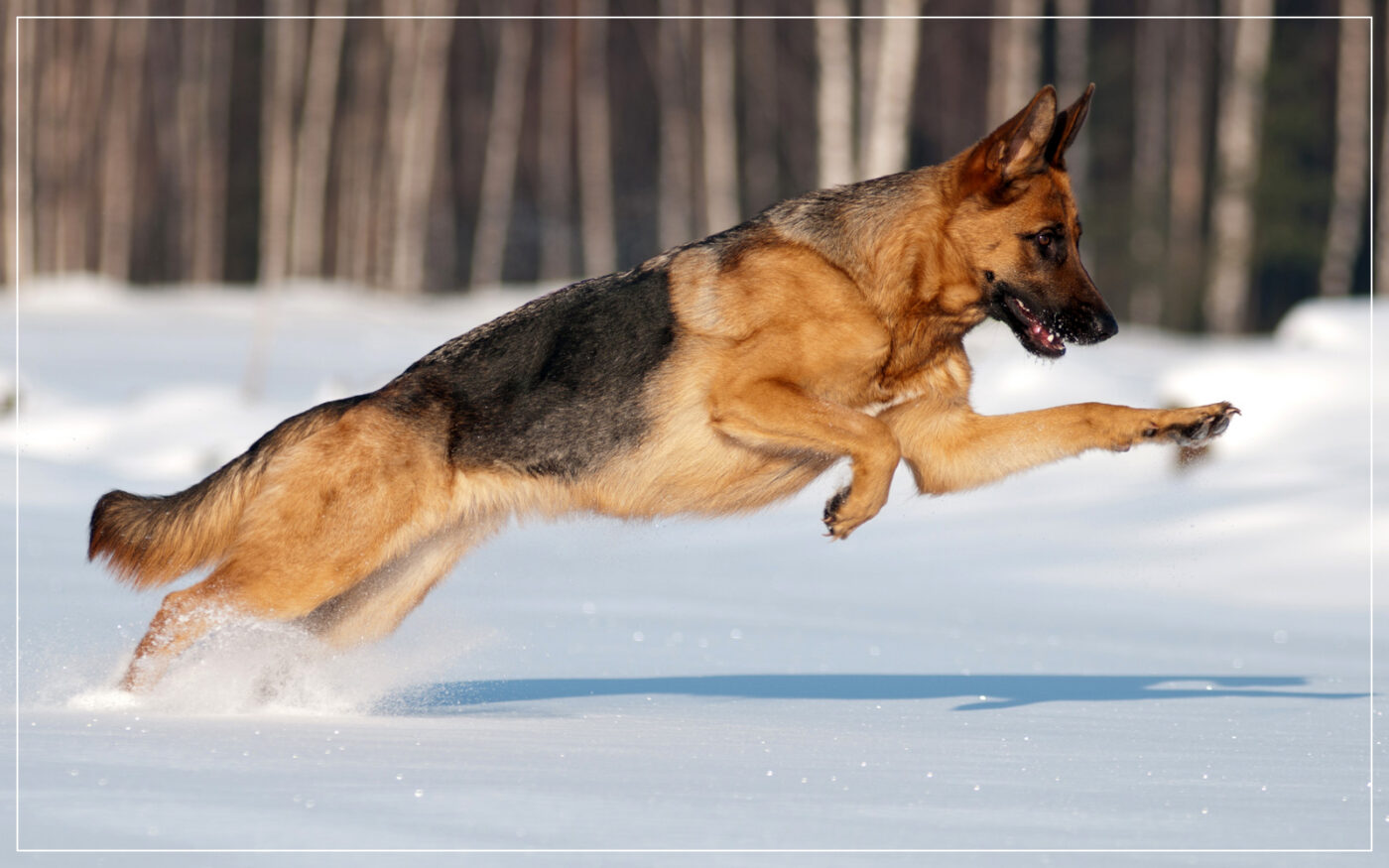 german-shepherd