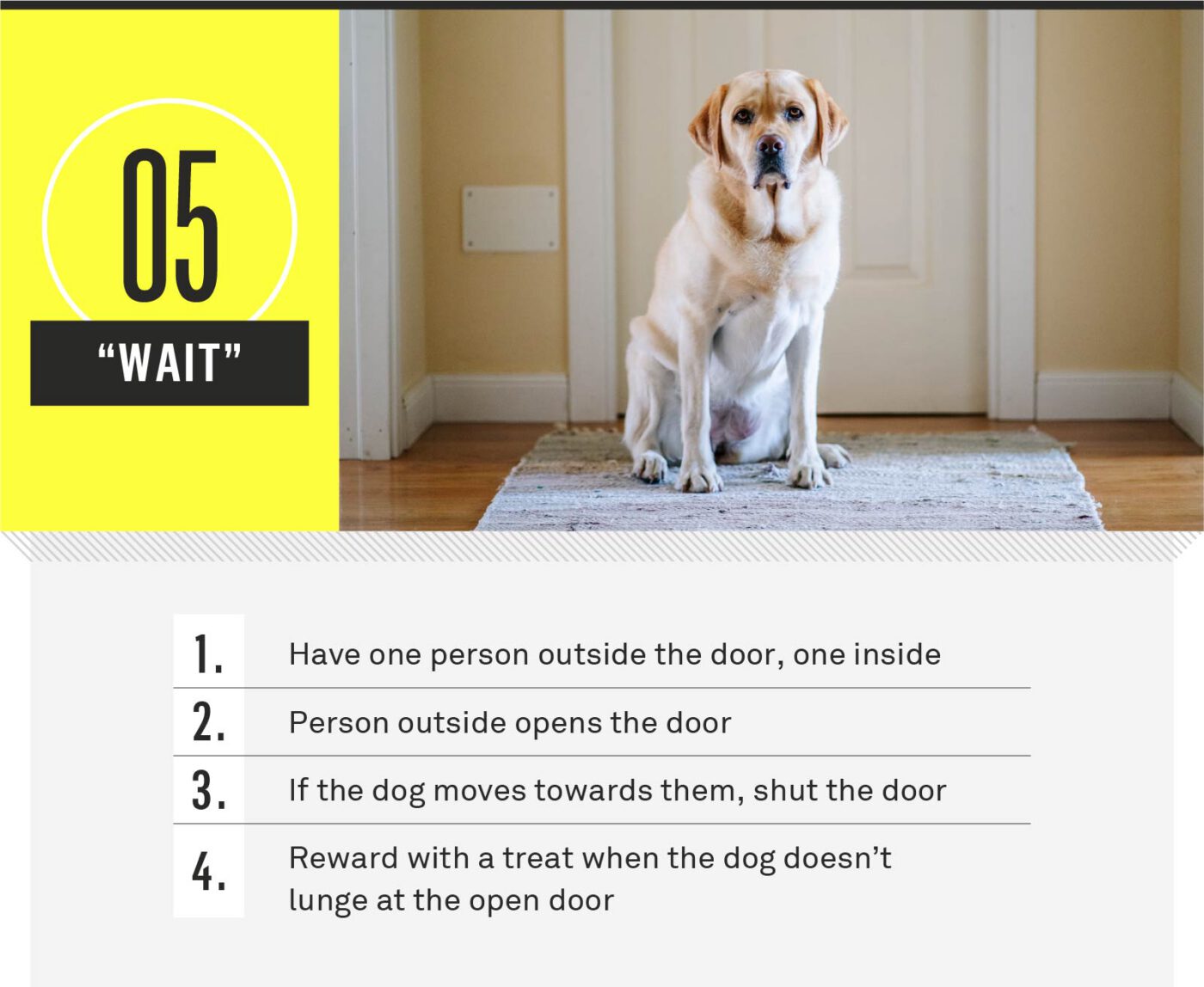 dog commands - wait