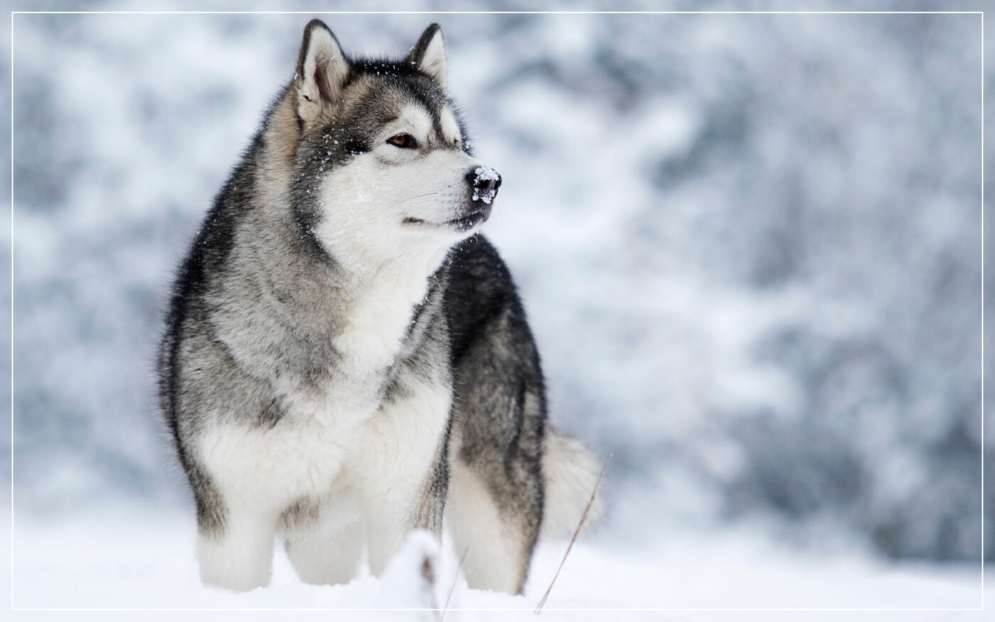 alaskan-malamute