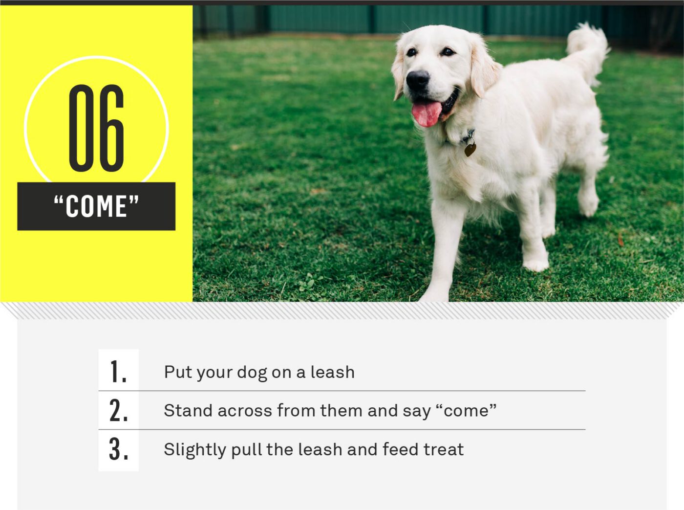 dog commands - come