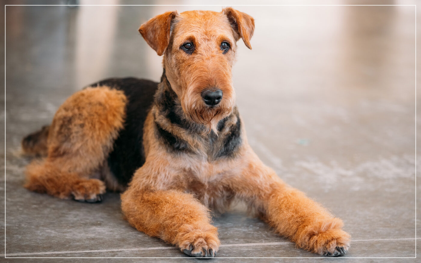 airedale-terrier