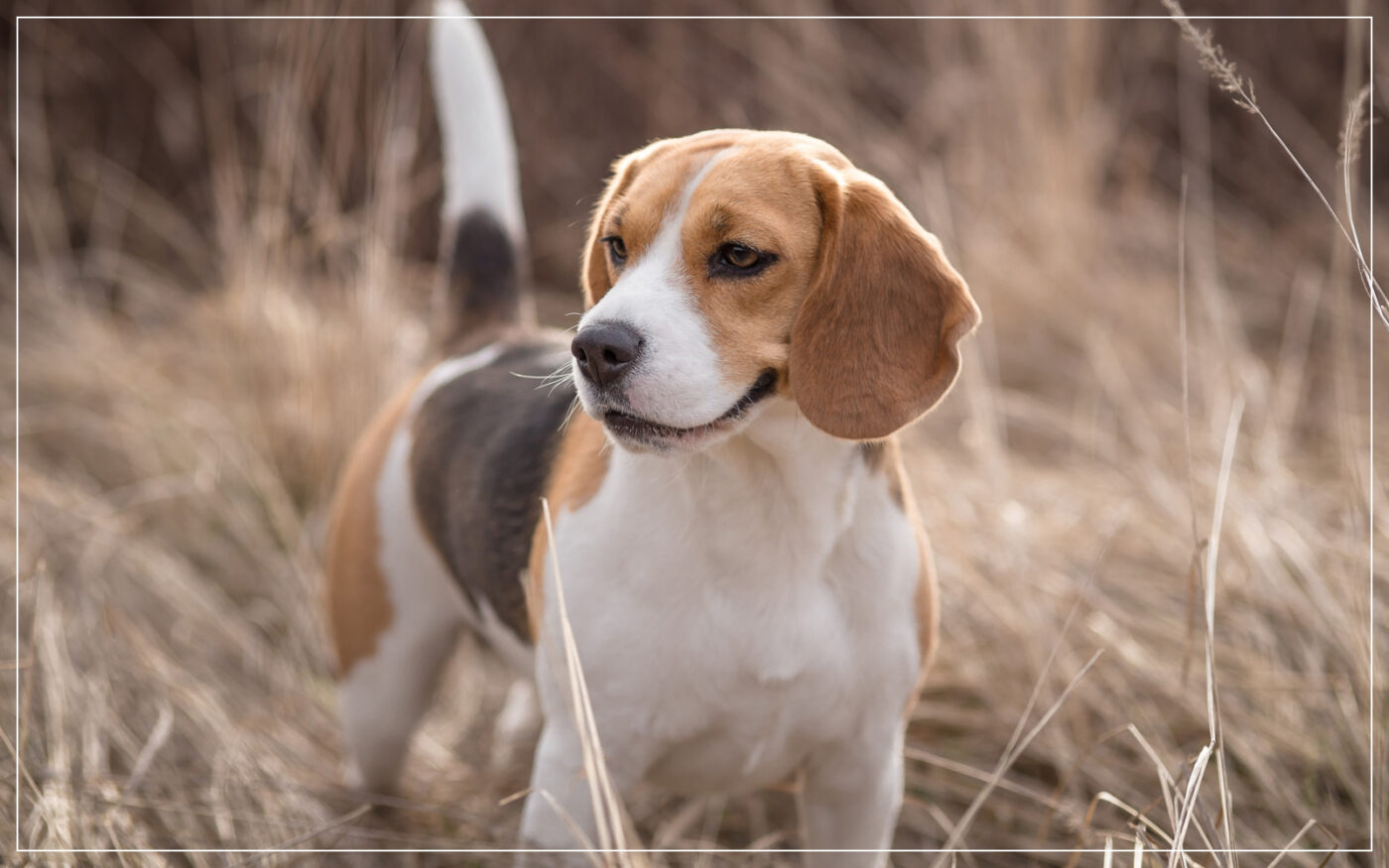 beagle