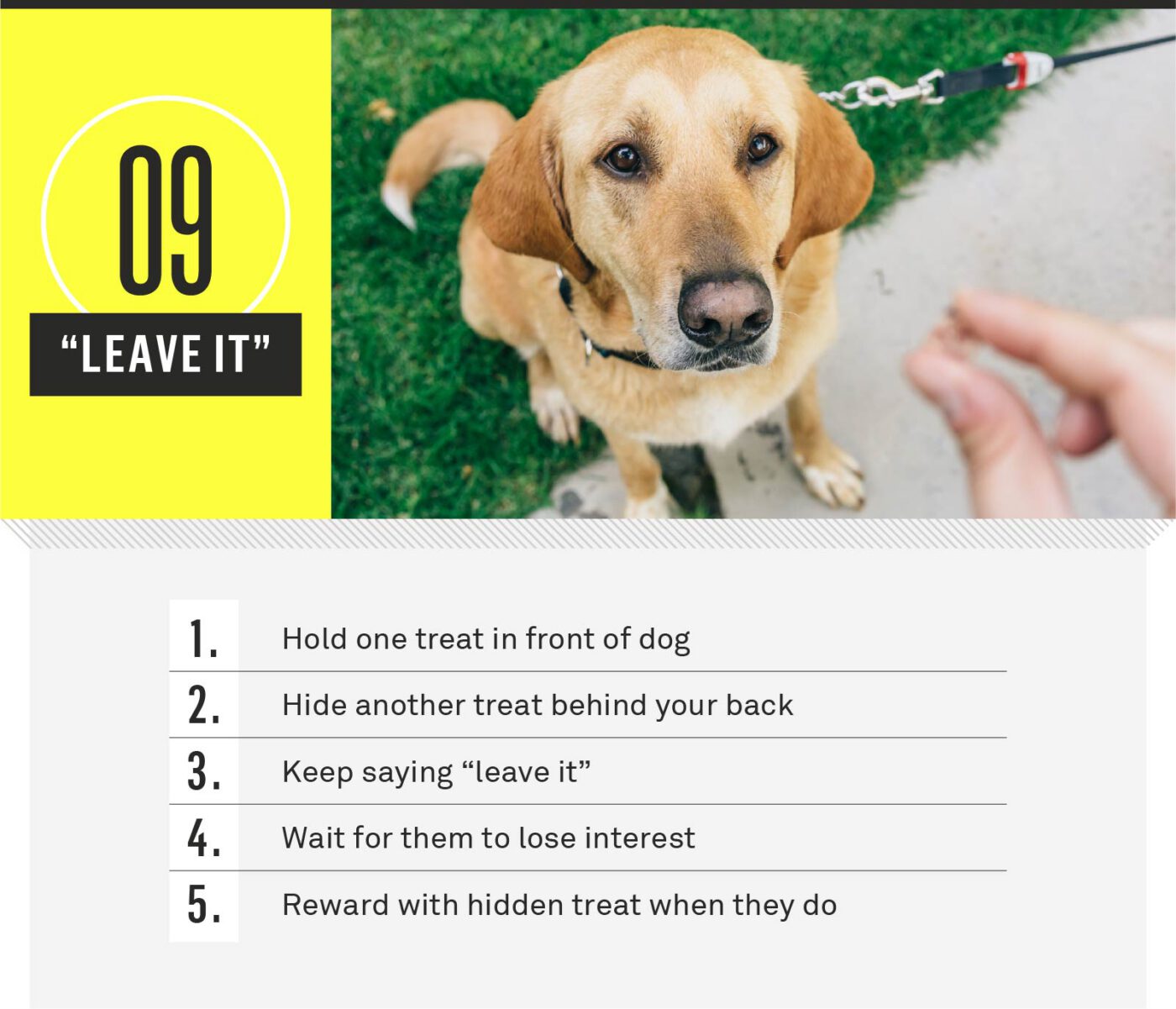 dog commands - leave it