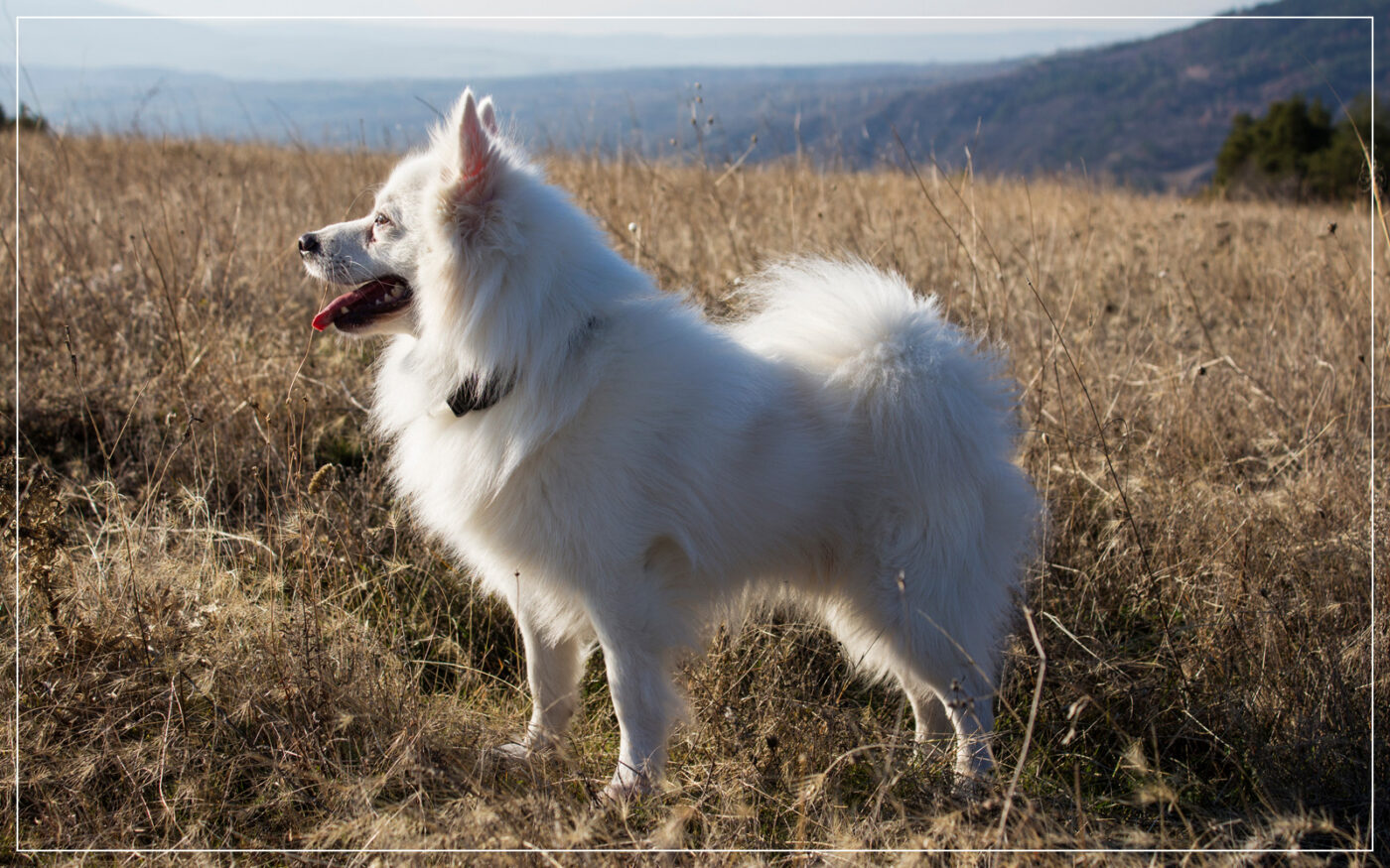 american-eskimo-dog