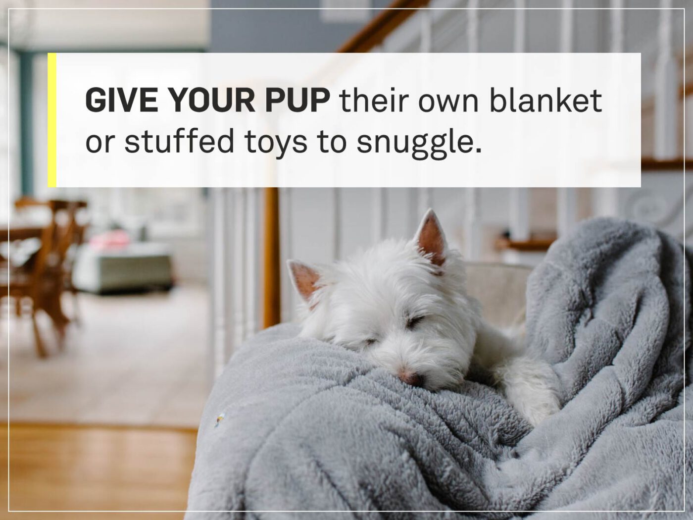 new puppy checklist 10-puppy-snuggle-blanket