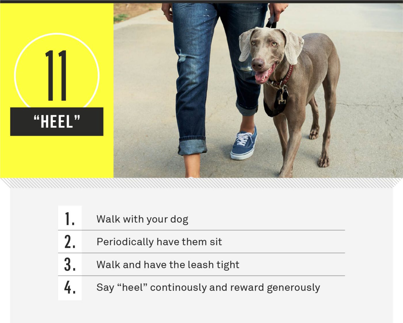 dog commands - heel