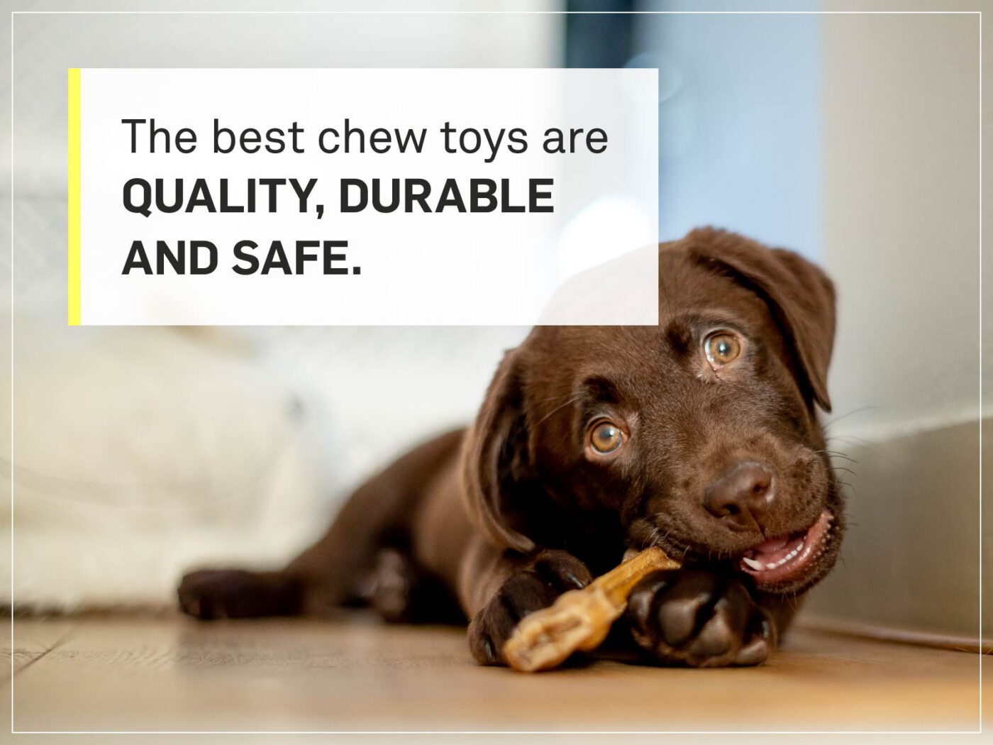 new puppy checklist 12-chew-toy