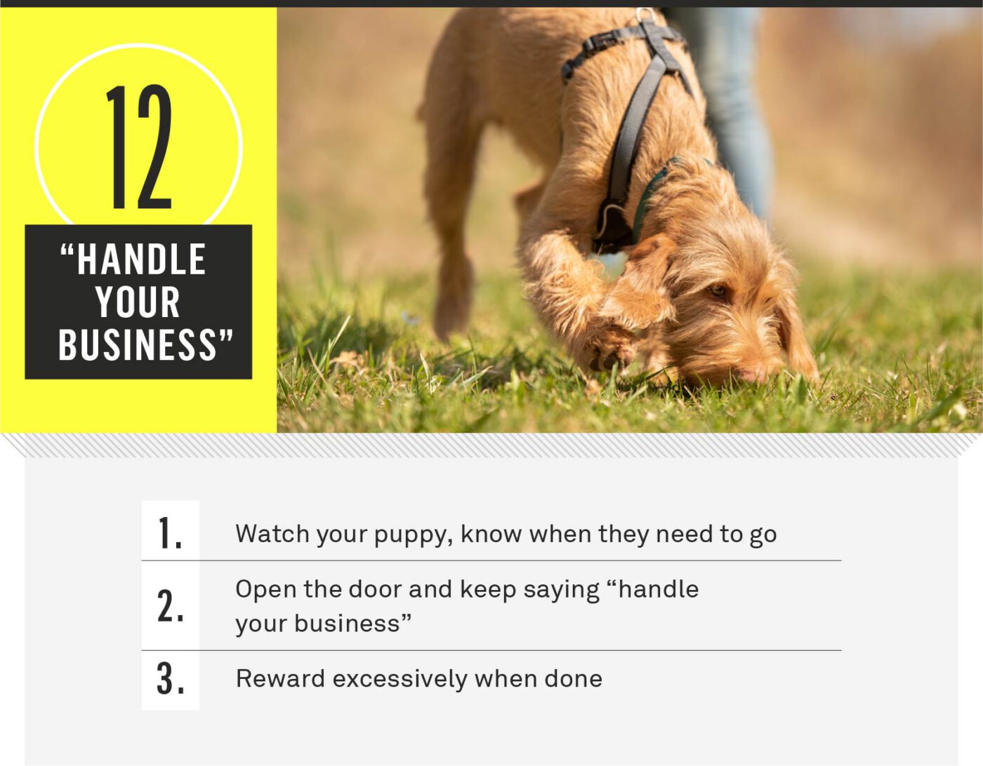 dog commands - handle your business